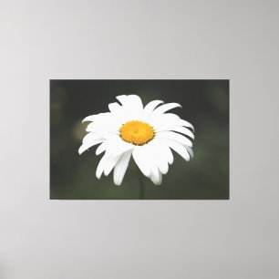 Daisy Leinwand Art