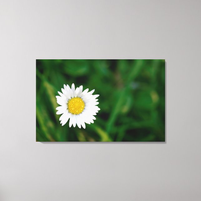 Daisy Leinwanddruck (Vorderseite)