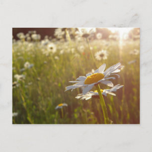 Daisy Lights Postkarte