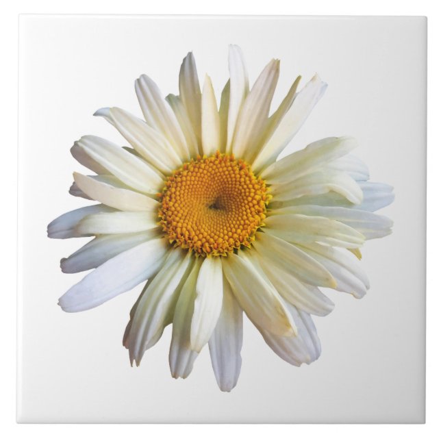 Daisy Looking Up Fliese (Vorderseite)