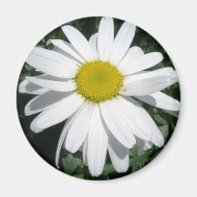 DAISY MAGNET