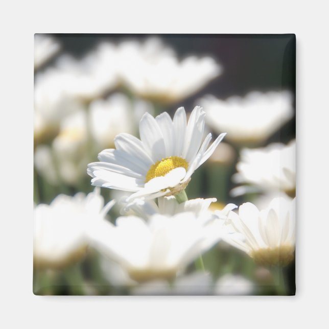 Daisy Magnet (Vorne)