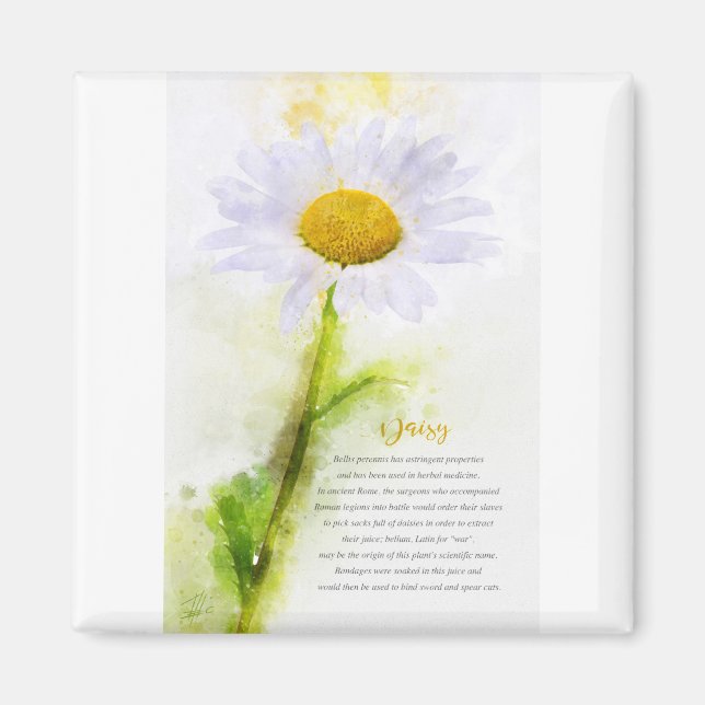 Daisy Magnet (Vorne)