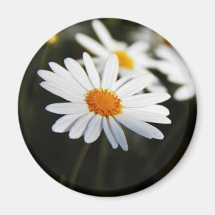 Daisy Magnet