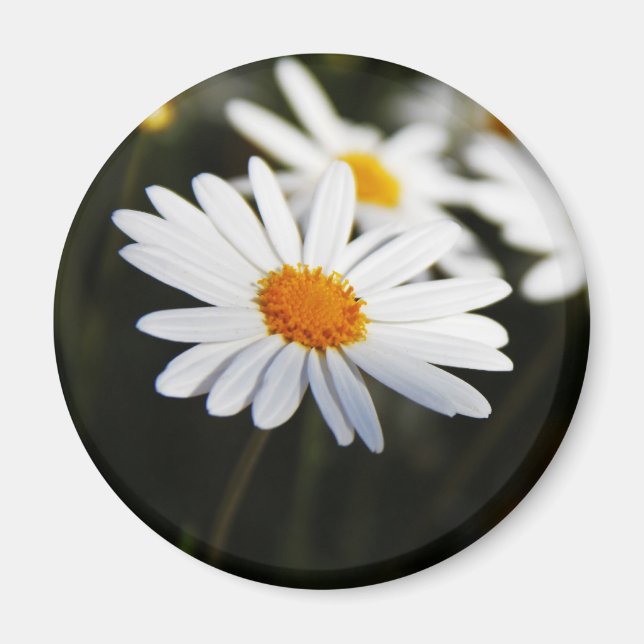 Daisy Magnet (Vorne)