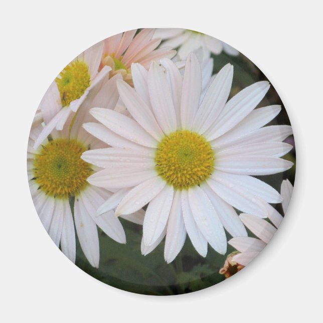 Daisy Magnet (Vorne)