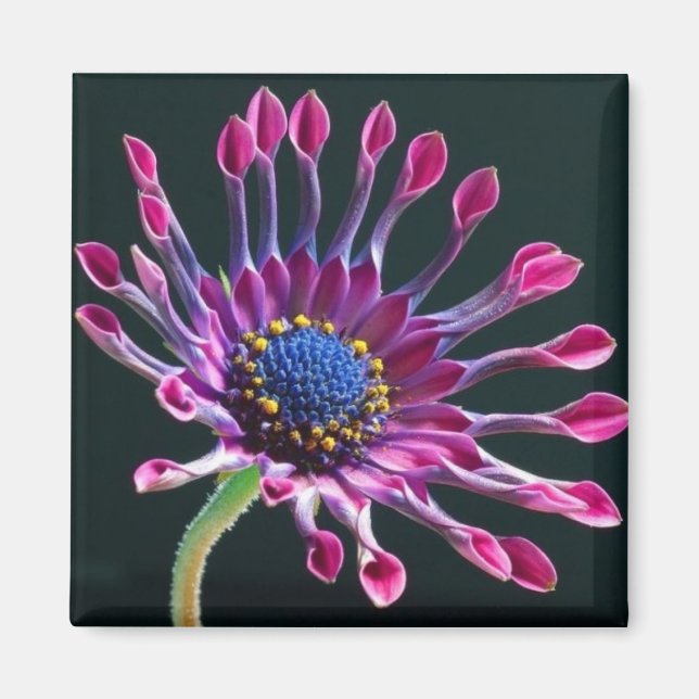 Daisy Magnet (Vorne)