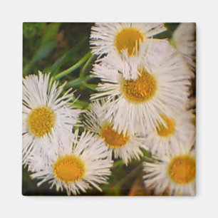 Daisy Magnet