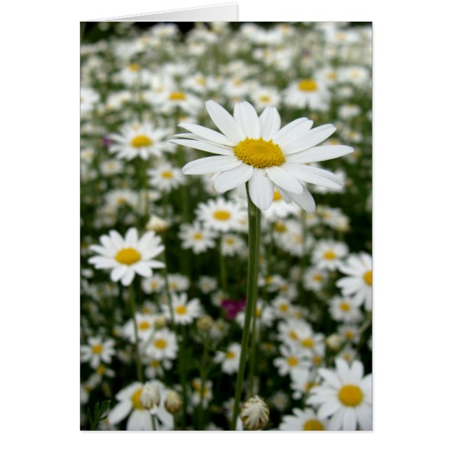 Daisy Meadow (Vorne)