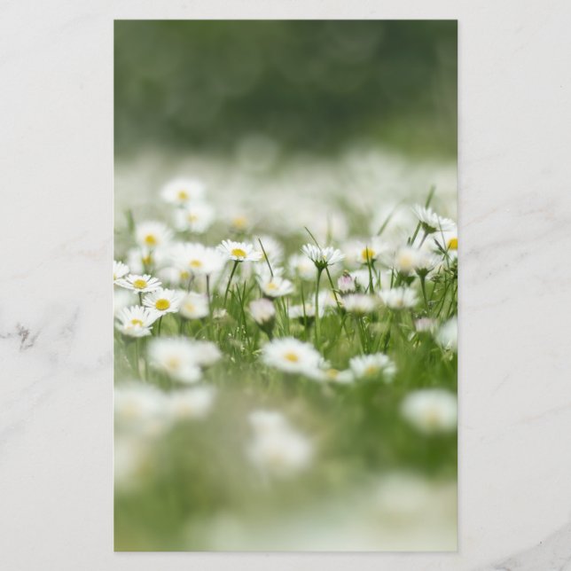 Daisy Meadow Briefpapier (Vorderseite)