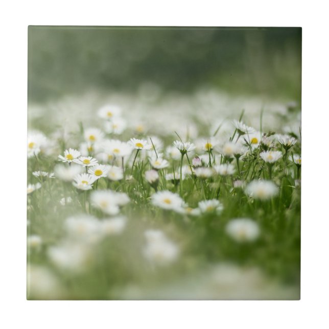 Daisy Meadow Fliese (Vorderseite)