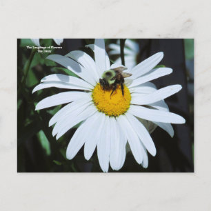 Daisy mit Baby Bumblebee Postkarte