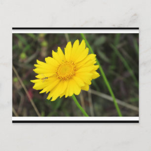 Daisy mit der Bee Postcard Postkarte