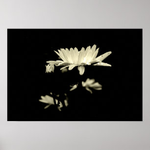 Daisy mit Raindrops - Schwarz & Weiß Poster