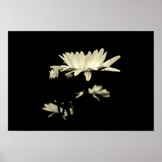 Daisy mit Raindrops - Schwarz & Weiß Poster (Vorne)
