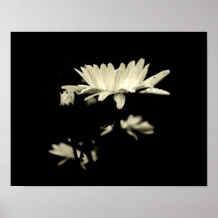 Daisy mit Raindrops - Schwarz & Weiß Poster