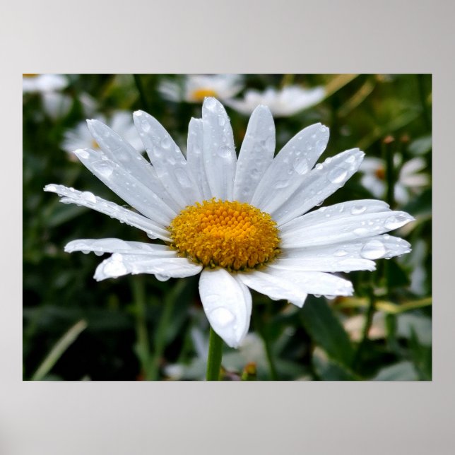 Daisy Morning Dew Poster (Vorne)