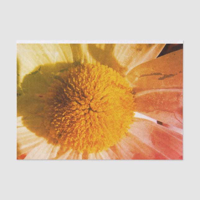 Daisy Nah up Seidenpapier (Vorderseite)
