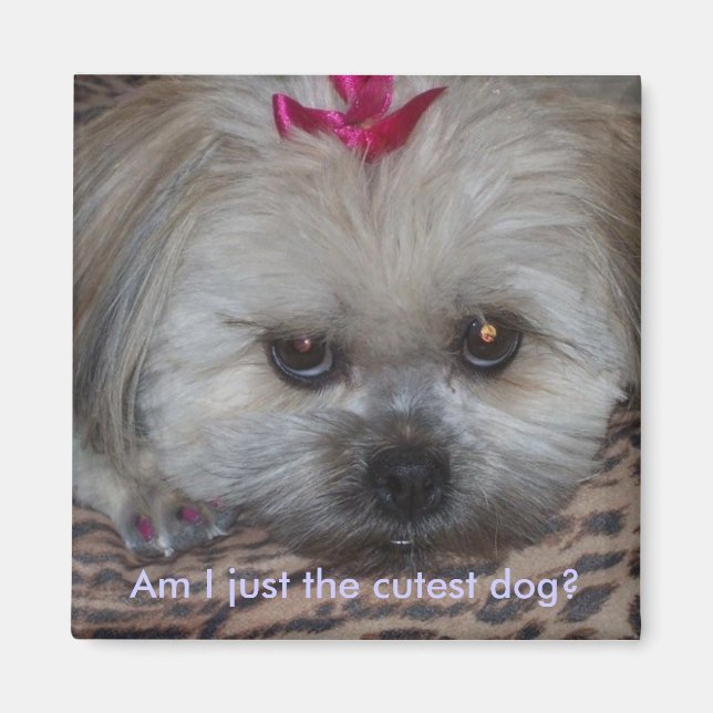 Daisy pic, bin ich nur der niedlichste Hund? Magnet (Vorne)