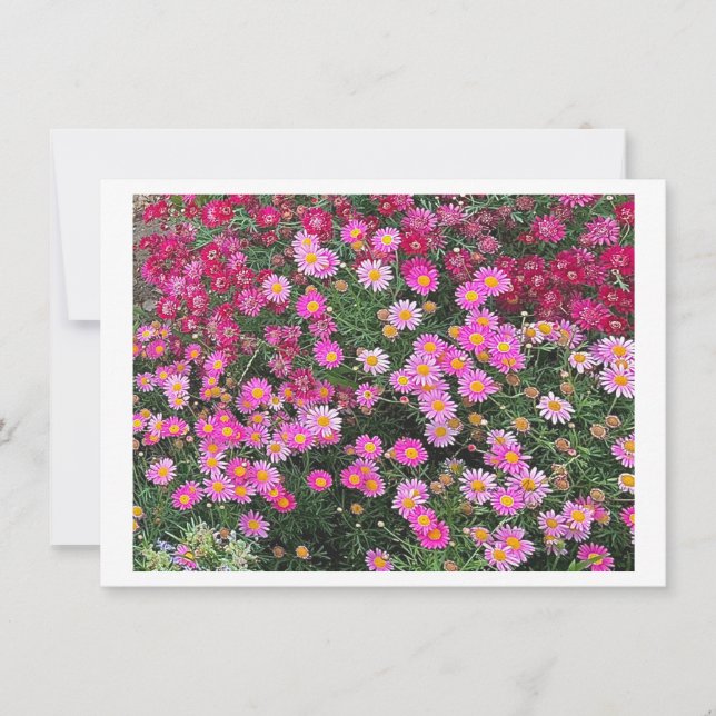 Daisy Pink (Vorderseite)