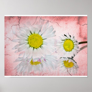Daisy Pink Blossoms Elegante Chic Mod Floral Poster