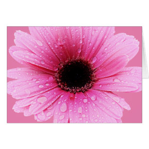 Daisy Pink mit Raindrops