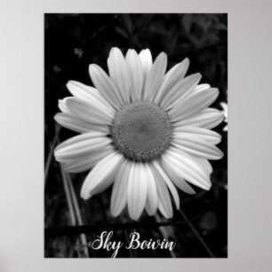 daisy Pop Poster