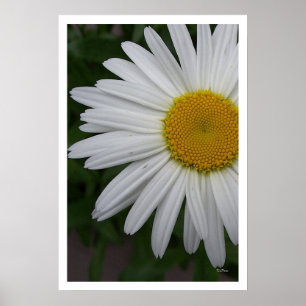 Daisy Portrait Poster