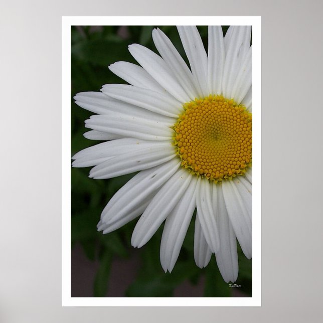 Daisy Portrait Poster (Vorne)