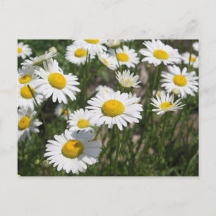 Daisy Postcard Postkarte