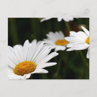 Daisy Postcard Postkarte