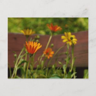 Daisy-Postcard Postkarte