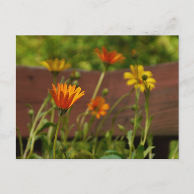 Daisy-Postcard Postkarte (Vorderseite)