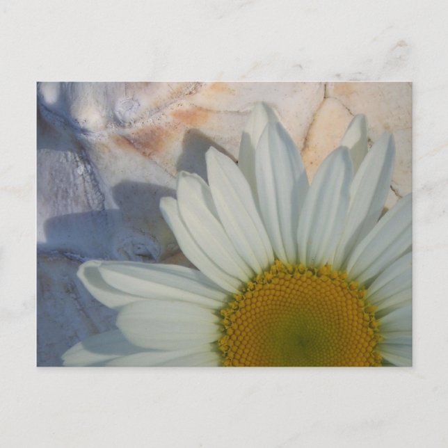 Daisy Postcard Postkarte (Vorderseite)