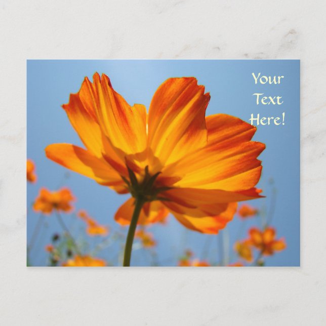 Daisy Postcards Orange Daisis Blume Postkarten (Vorderseite)