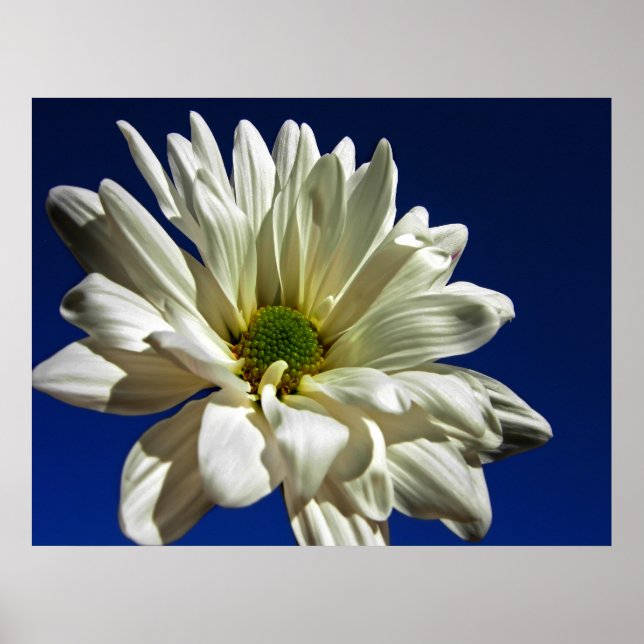 Daisy Poster (Vorne)