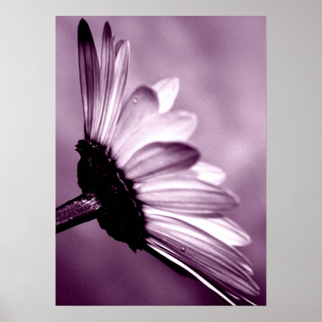 Daisy Poster (Vorne)