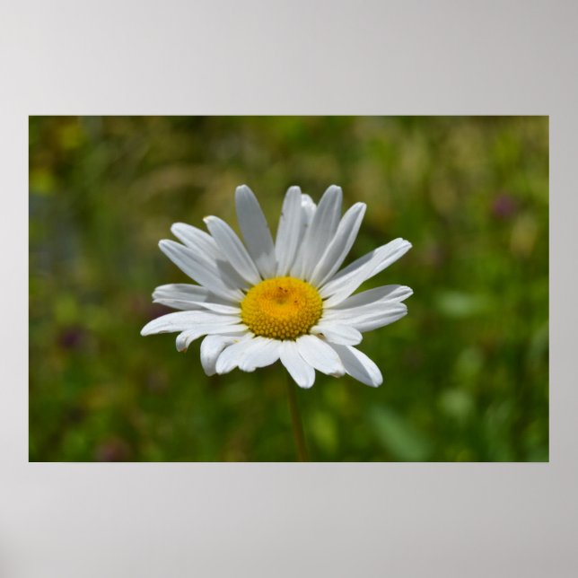 Daisy Poster (Vorne)