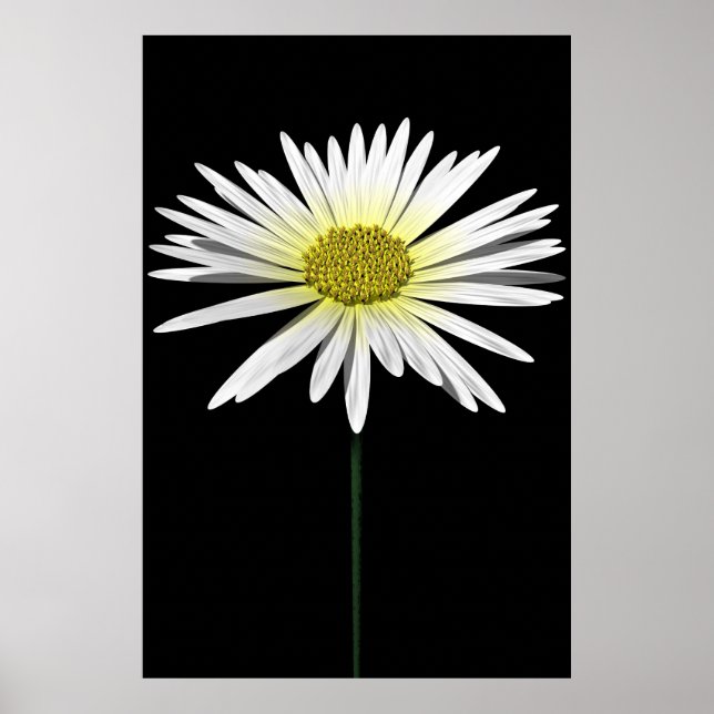 Daisy Poster (Vorne)