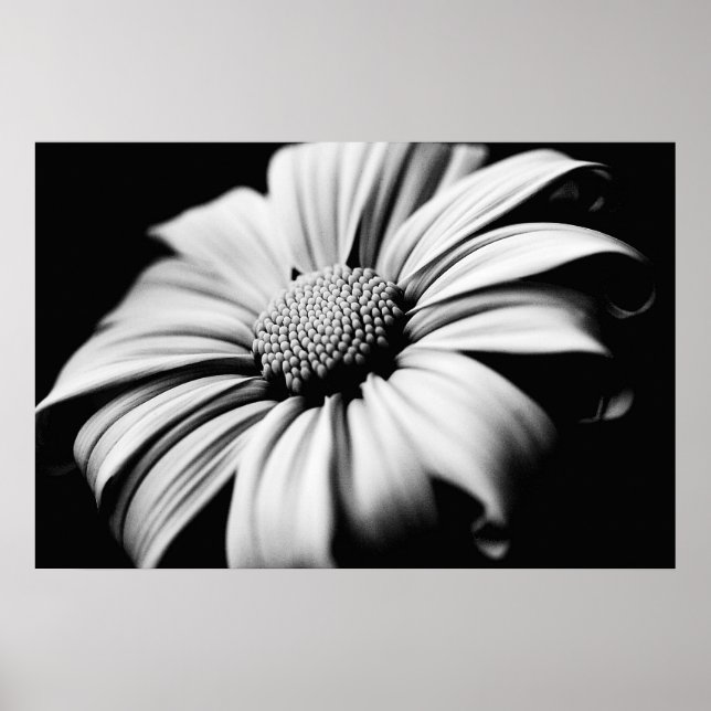 Daisy Poster (Vorne)