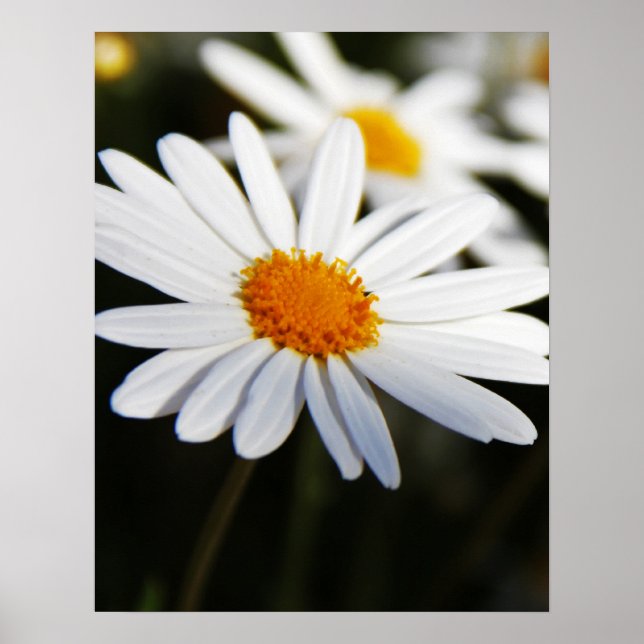 Daisy Poster (Vorne)