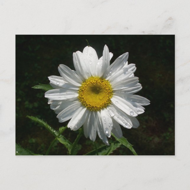 Daisy Postkarte (Vorderseite)
