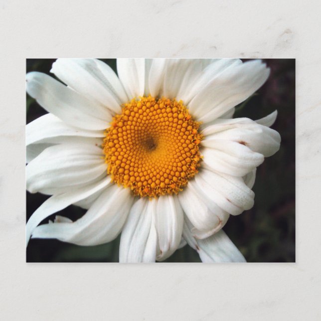 Daisy Postkarte (Vorderseite)