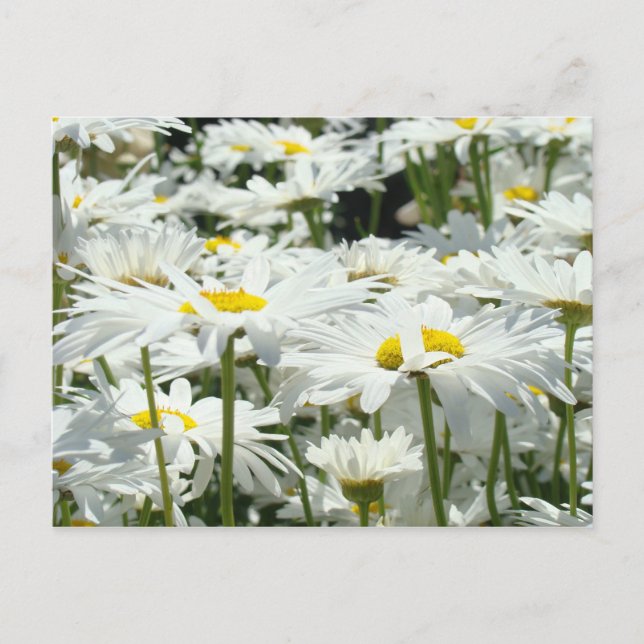 Daisy Postkarten benutzerdefiniert Hinzufügen von  (Vorderseite)