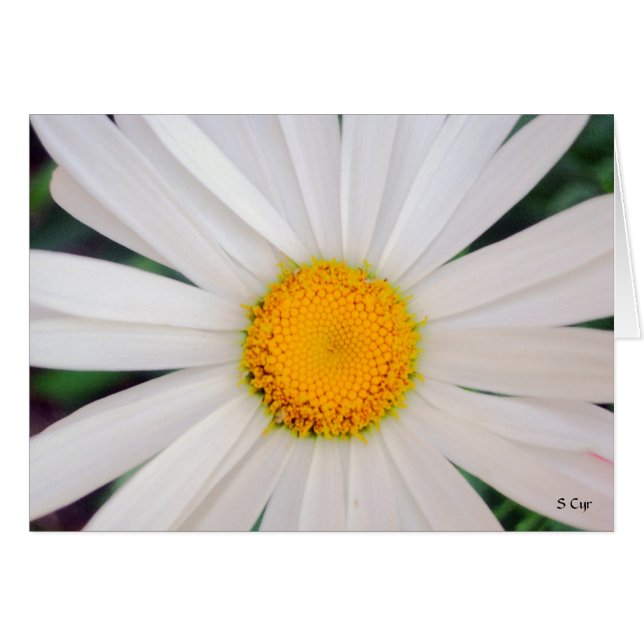 Daisy, S Cyr (Vorderseite (Horizontal))