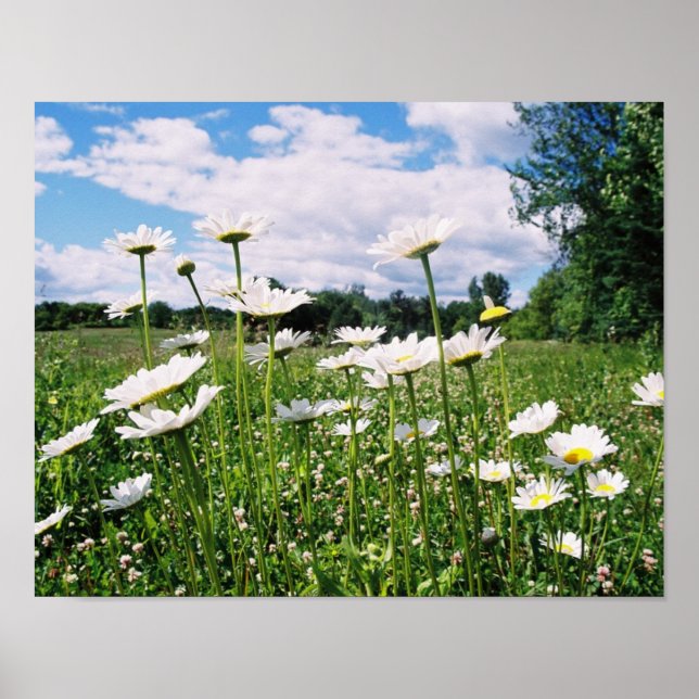Daisy Sky Poster (Vorne)