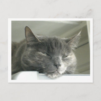 Daisy Sleeping Postkarte