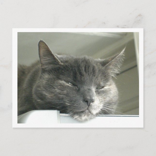 Daisy Sleeping Postkarte (Vorderseite)