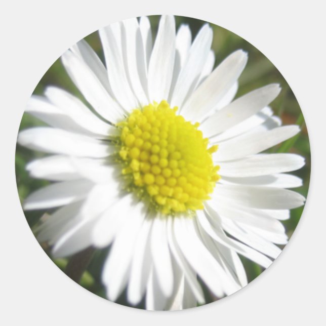 Daisy Sticker (Vorderseite)