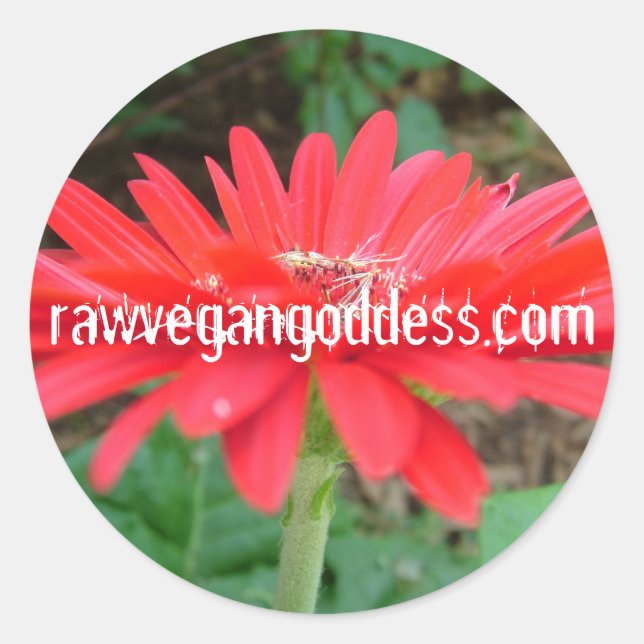 Daisy Sticker (Vorderseite)